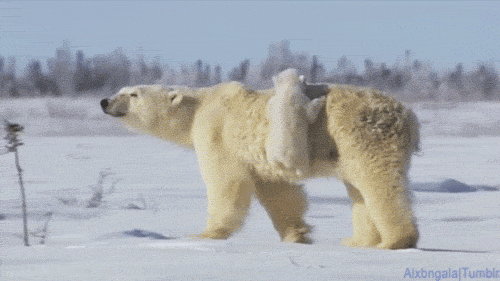 자꾸만 신경쓰이는 아기 북극곰.gif7